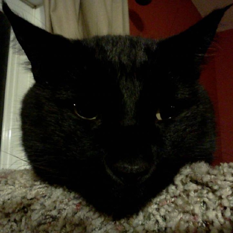 Black cats
